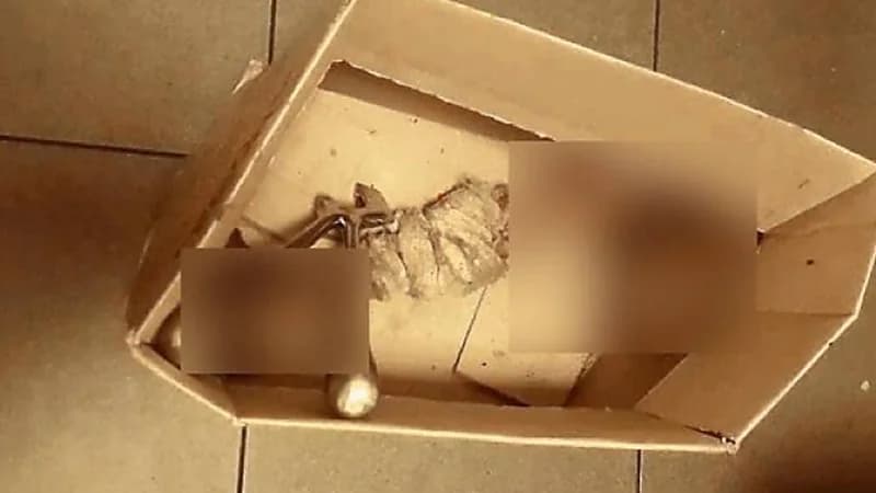 العثور على أجزاء لقدم بشرية