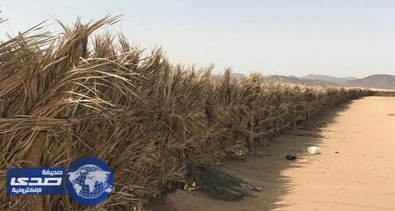 أمانة المدينة تزيل 8 حالات تعد بمساحات مختلفة