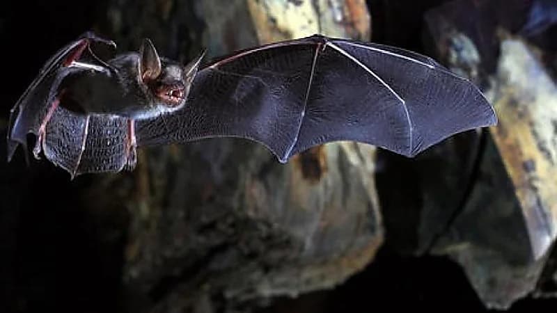 ظهور فيروس نيباه في الهند