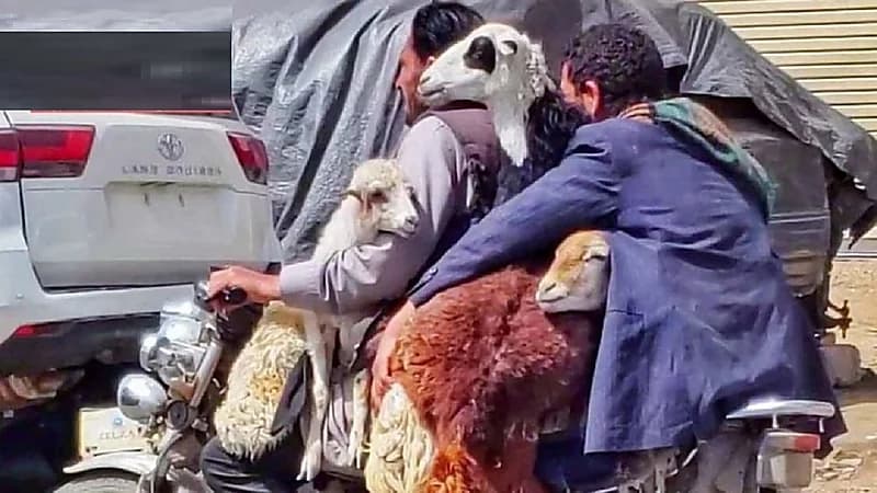 شاهد.. دراجة نارية تحمل 6 خراف بشوارع اليمن