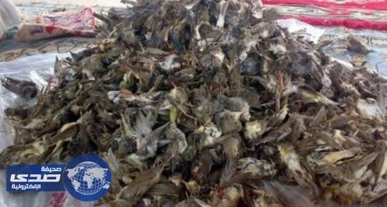 " البيئة " و " الفطرية " يحذران من انتهاك أنظمة الصيد