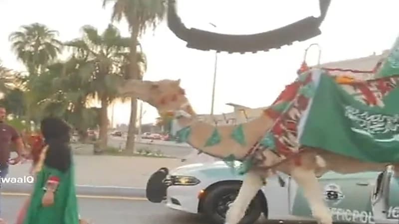 بالفيديو.. فتاة تحتفل باليوم الوطني بـ"ناقة"