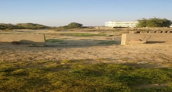 اصوات الأهالي " تستنجد بالمسؤولين في بلدية حلي بالقنفذه " المقابر مرتع للحيونات الضاله