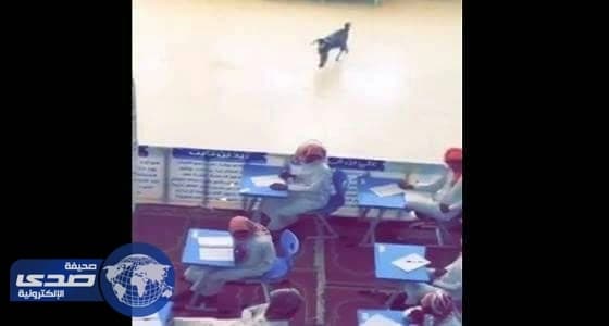 فيديو طريف لماعز تعقب صاحبه حتى قاعة الامتحان