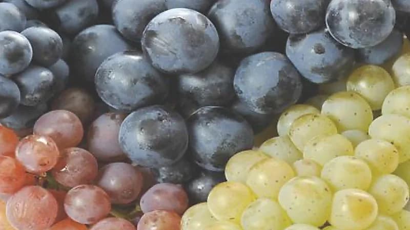 العنب يحول عضلات الإناث إلى عضلات ذكورية!