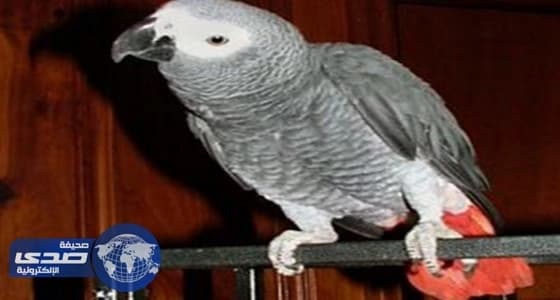 " ببغاء " يدين امرأة أمريكية بقتل زوجها