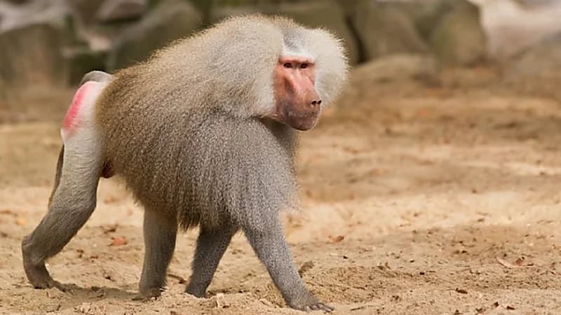 "الحياة الفطرية" تتحرك للحد من أضرار قرود البابون