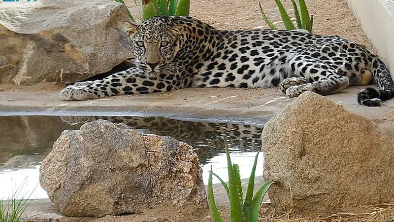 وصول نمر جديد لمركز إكثار بالطائف..صور