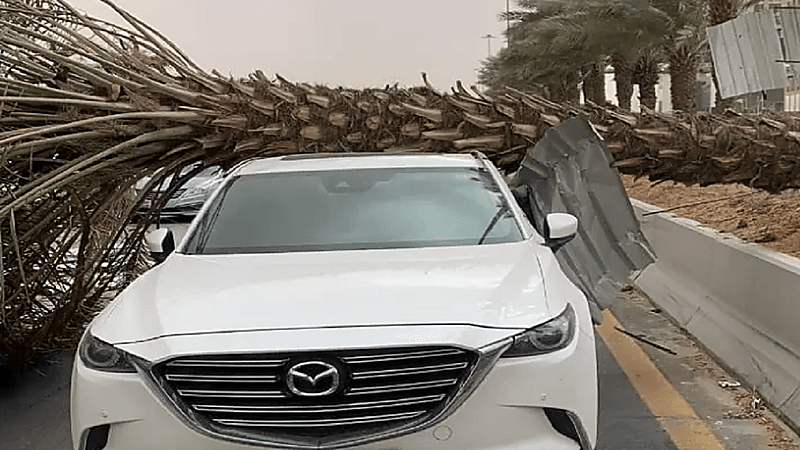 عاصفة ترابية تُسقط نخلة فوق سيارة مواطن بالرياض