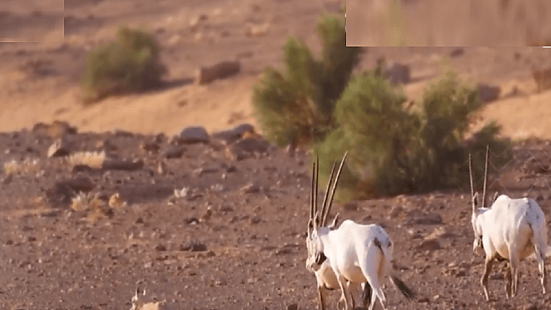 أول مولود مها وضيحي في بيئته الطبيعية بمحمية الملك سلمان