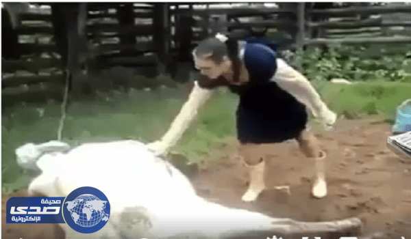 بالفيديو.. بقرة تركل إمرأة بقوة في وجهها
