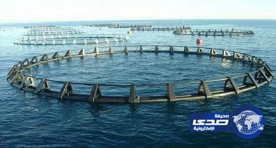 وكيل البيئة: الاستزراع المائي يوفر منتجات بحرية ذات قيمة تنافسية عالية