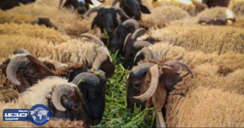 بلجيكا ترفض مشروع قانون يلزم المسلمين بتخدير الأضاحى قبل ذبحها