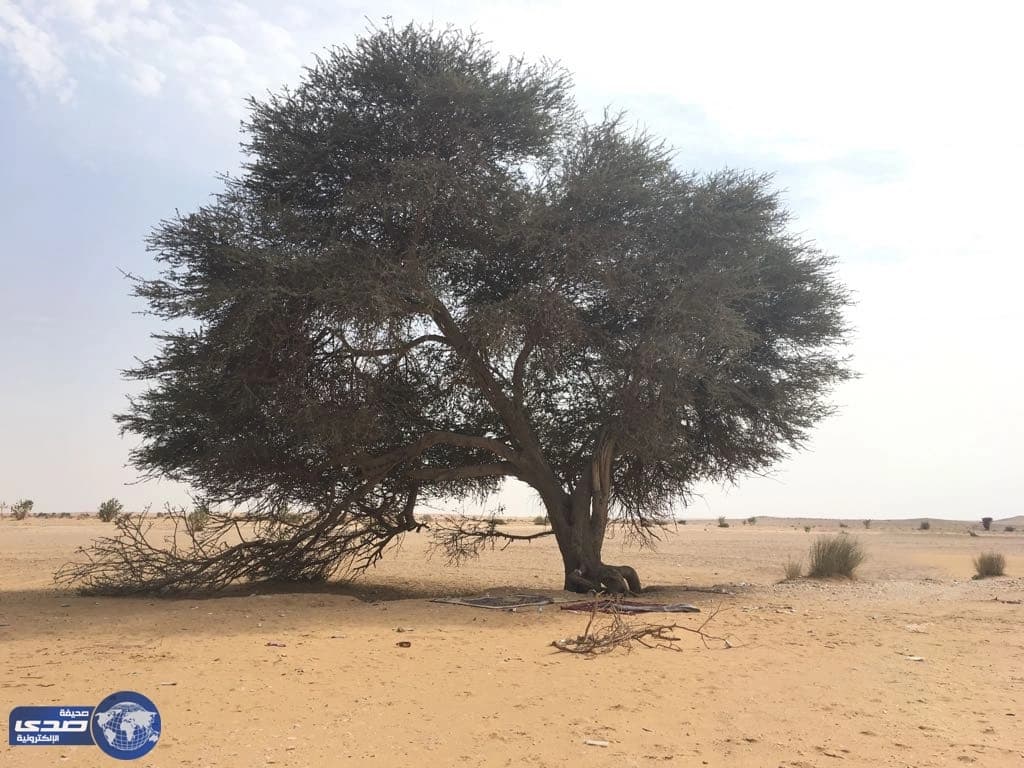 بالصور .. أفعى " مقرنة " تهاجم عائلة أثناء نزهة برية في الأفلاج