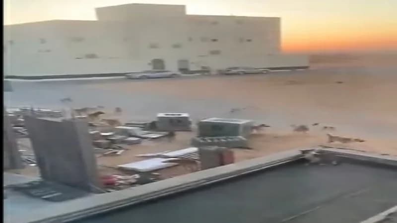 شاهد.. كلاب ضالة في حي الروابي ببريدة تثير ذعر سكان المنطقة