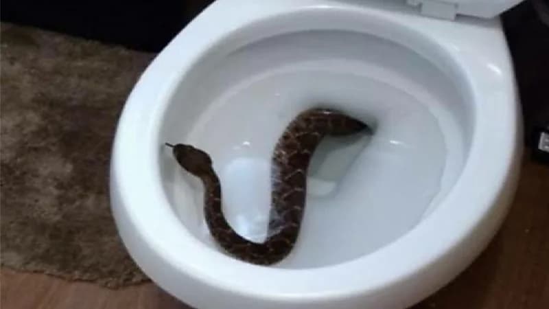 رجل يتعرض للدغة ثعبان أثناء جلوسه على المرحاض