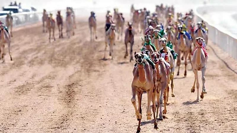 جوائز مهرجان ولي العهد للهجن تصل إلى 53 مليون ريال "فيديو"