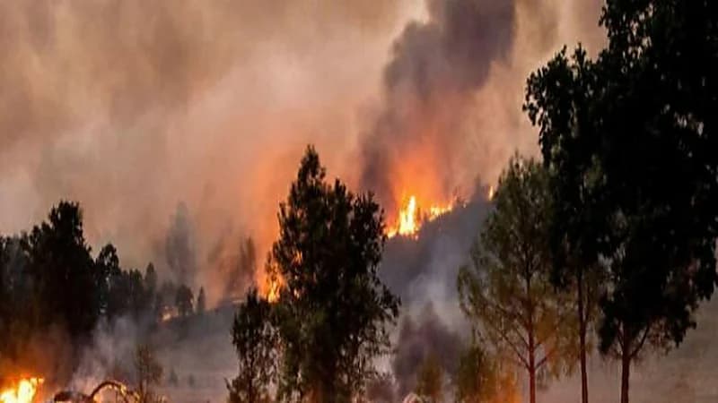 قصة تدمير 20 مبنى وإحراق غابة كاملة بسبب حفل للكشف عن جنس المولود