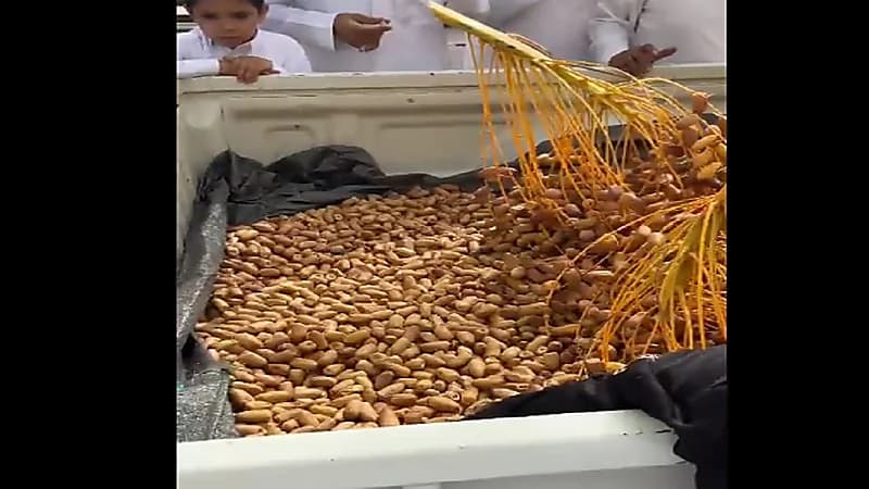 بالفيديو.. بيع نخلة تمر من بياض نجران بمبلغ يتجاوز 20 ألف ريال