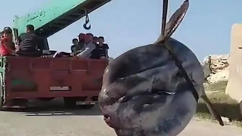 شاهد.. فرحة الصيادين بعد الإمساك بسمكة عملاقة تجاوز وزنها طناً