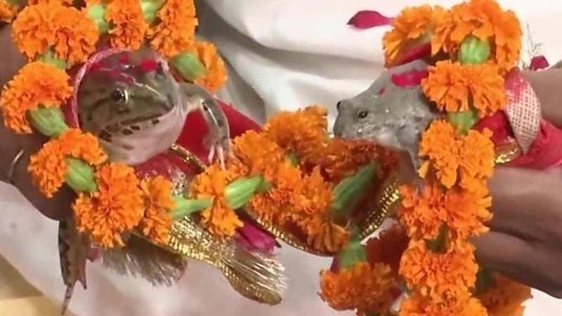 شاهد.. هنود يزوجون ضفدعين من أجل جلب المطر