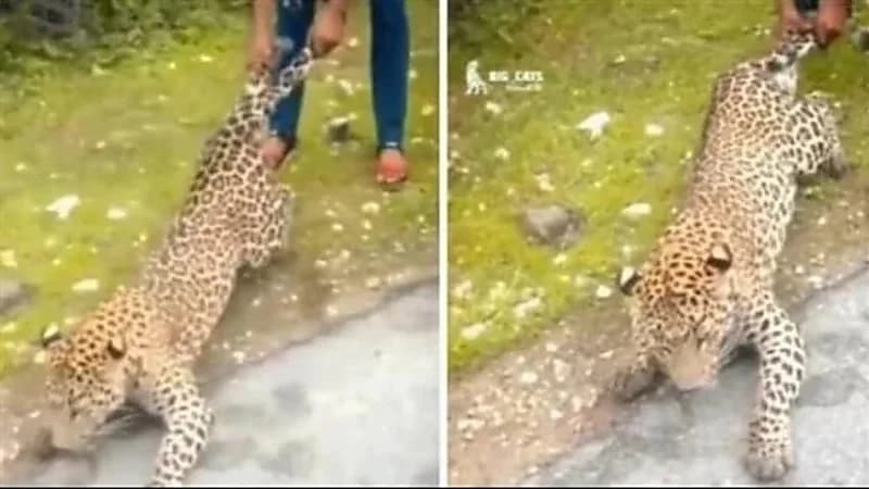 شاهد.. سحب رجل لنمر من ذيله