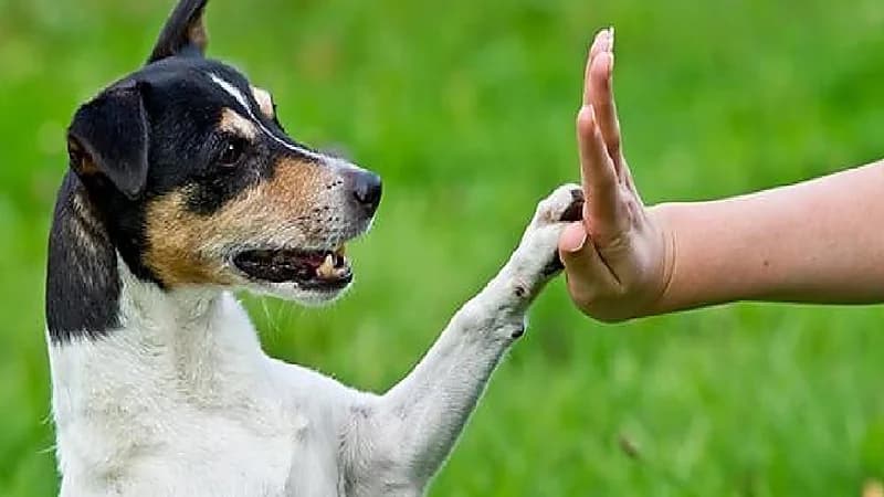 بالفيديو .. حالة يكون فيها تربية الكلاب داخل المنازل أمر مُحرم