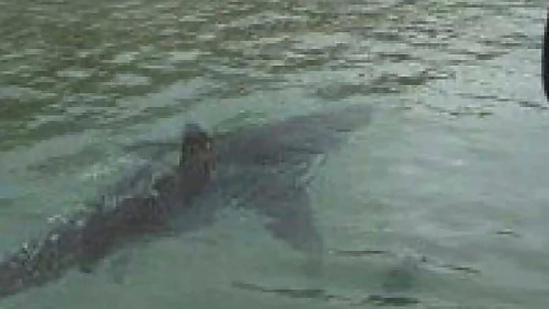 بالفيديو.. سمكة قرش تسبح في شوارع مدينة أمريكية