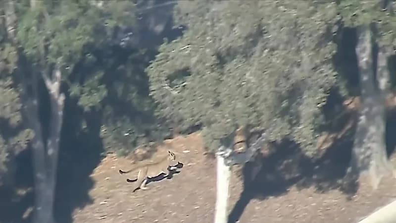 مطاردة أسد جبلي في لوس أنجلوس