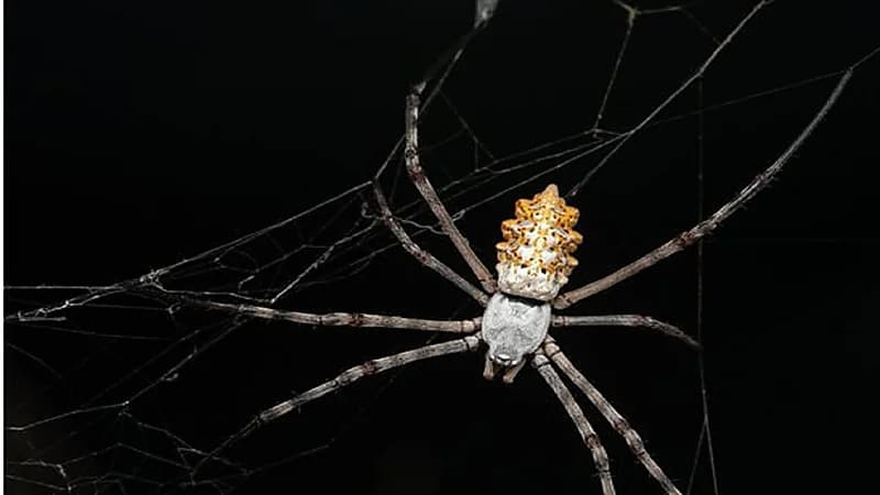 عناكب تسجل لأول مرة في المملكة