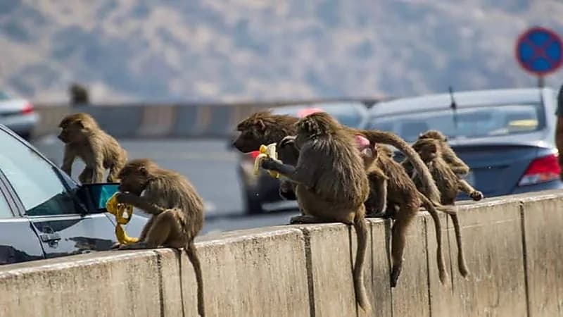 الحياة الفطرية توضح سر ظهور قرود البابون في الرياض