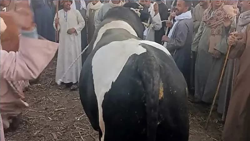 بيع أضخم ثور في مصر بثمن خرافي