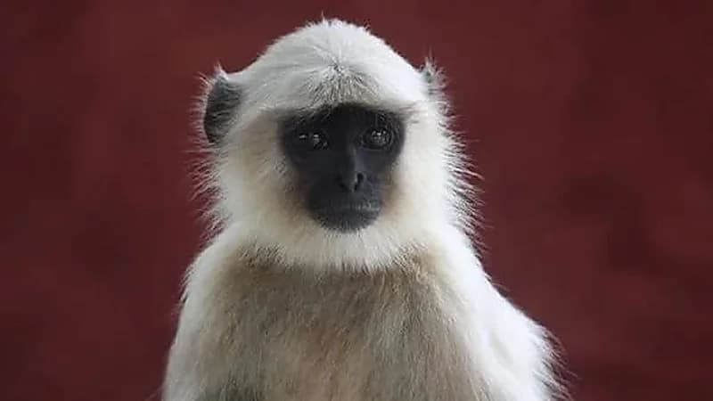 القبض على أخطر قرد مجرم بعد هجومه على أطفال