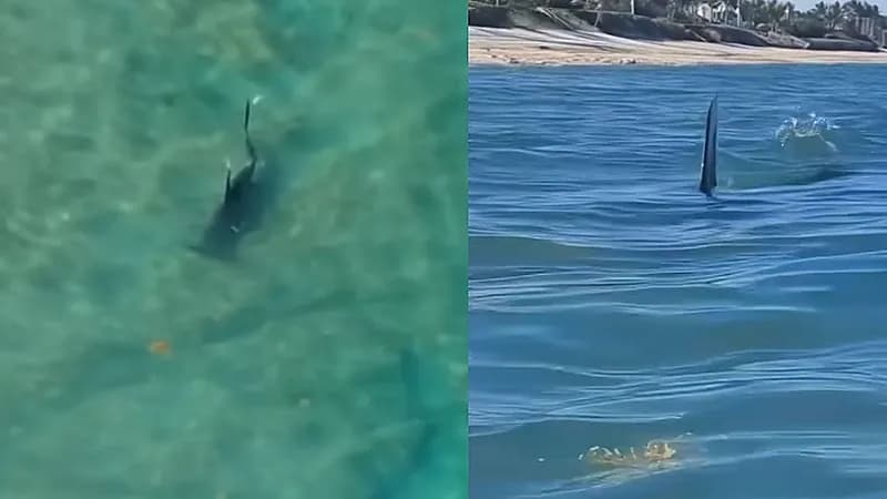 سمكة قرش تسبح بجانب أشخاص وأحدهم يصور برعب .. فيديو