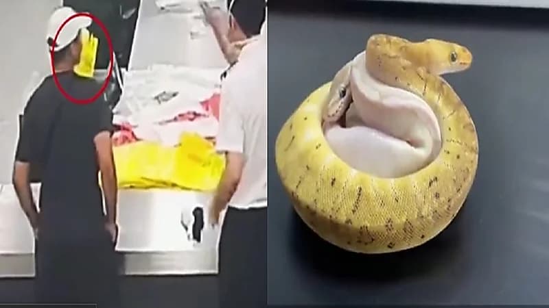 القبض على مسافر خبأ 14 ثعباناً في جيوبه.. فيديو