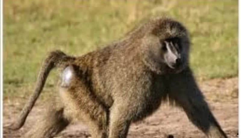 علاج مرض مزمن بواسطة مخلفات حيوانات مهددة بالانقراض