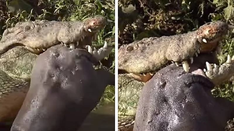 نهاية مرعبة لفرس نهر صغير على يد تمساح ضخم.. فيديو