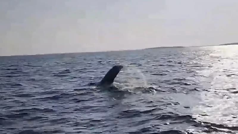 ظهور حوت الأوركا القاتل بالقرب من جزر فرسان .. فيديو