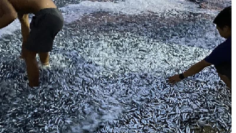البحر يلقي ملايين أسماك السردين على شاطئ فلبيني .. صور