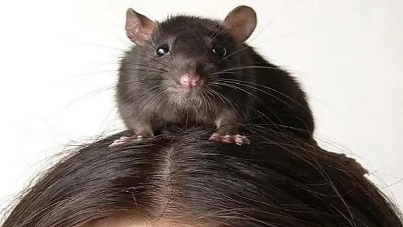 مصرع فتاة بطريقة مأساوية بسبب سم الفئران