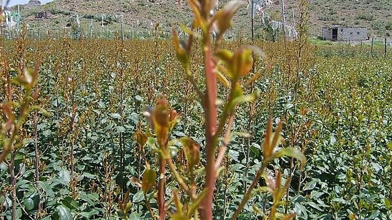 استشاري : القات مادة شديدة الإدمان تسبب أضراراً نفسية وعقلية