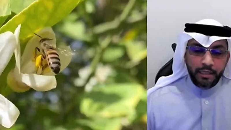 باحثون بجامعة حائل يحولون سم النحل لعلاج للسرطان والسكري.. فيديو