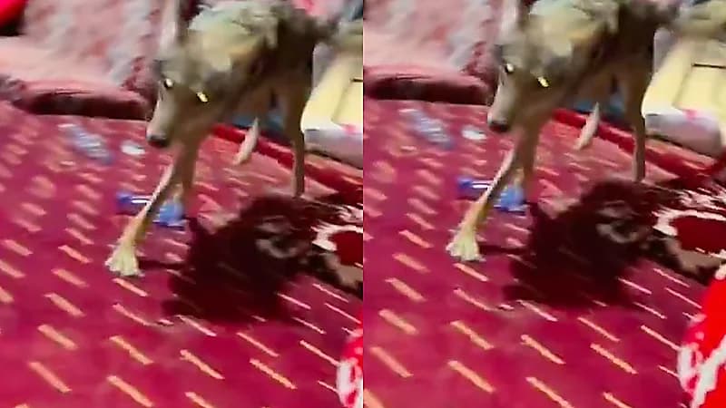 مربي ذئب يوثق استجابة الذئب عند مناداته باسمه .. فيديو