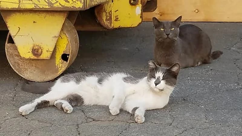 طفل قتل وعذب 15 قطًا يثير الجدل