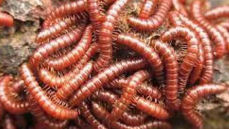 الصحة المكسيكية تكشف عن أول حالة إصابة بشرية بداء الدودة الحلزونية