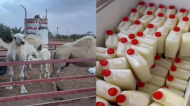 مواطن في حائل يوزع حليب الإبل مجاناً.. فيديو