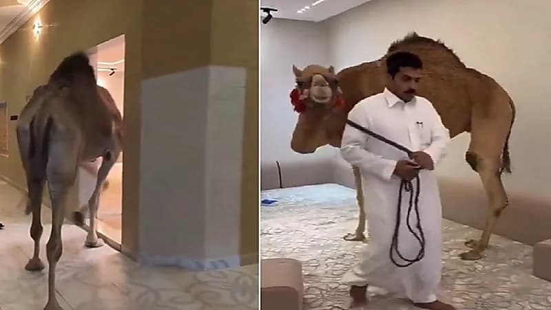 رجل يصطحب إبل لداخل مجلس لمشاهدة التلفاز .. فيديو