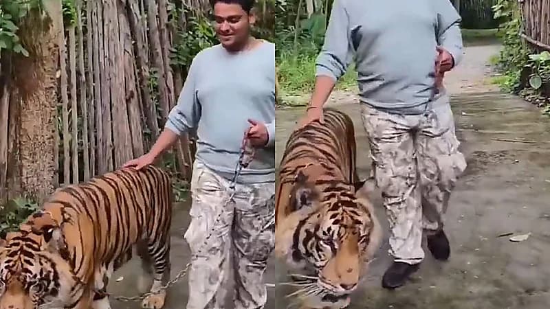 نمر يهاجم سائح حاول التقاط صورة معه .. فيديو