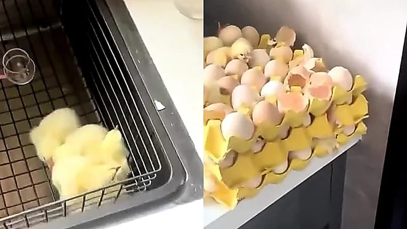 امرأة تُفاجأ بفقس البيض الذي تركته في منزلها بعد غياب طويل .. فيديو