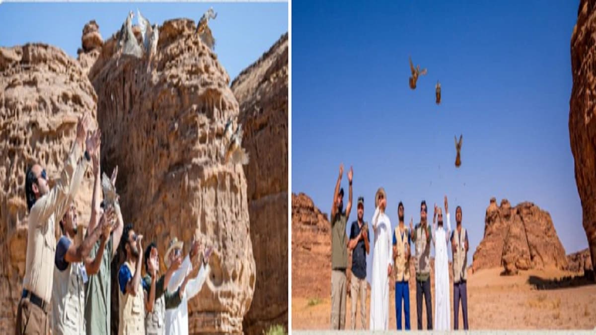 الحياة الفطرية يطلق عددًا من طيور الحجل الشائع في محمية شرعان